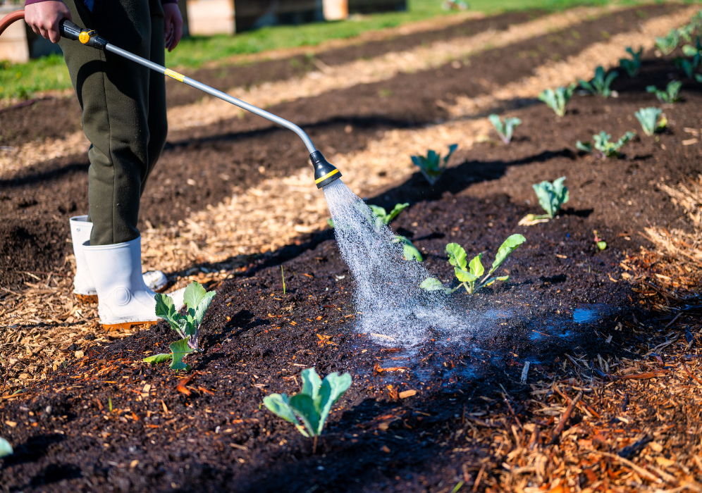nuoc thai sinh hoat tuoi cay