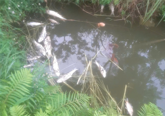 Trại lợn xả bẩn khiến cá chết la liệt