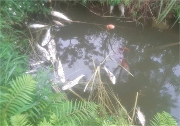 Trại lợn xả bẩn khiến cá chết la liệt